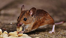 24 Hour & Emergency Exterminators in Elyria, NE